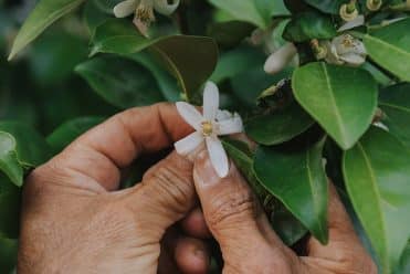 Fleur de Bigaradier bio